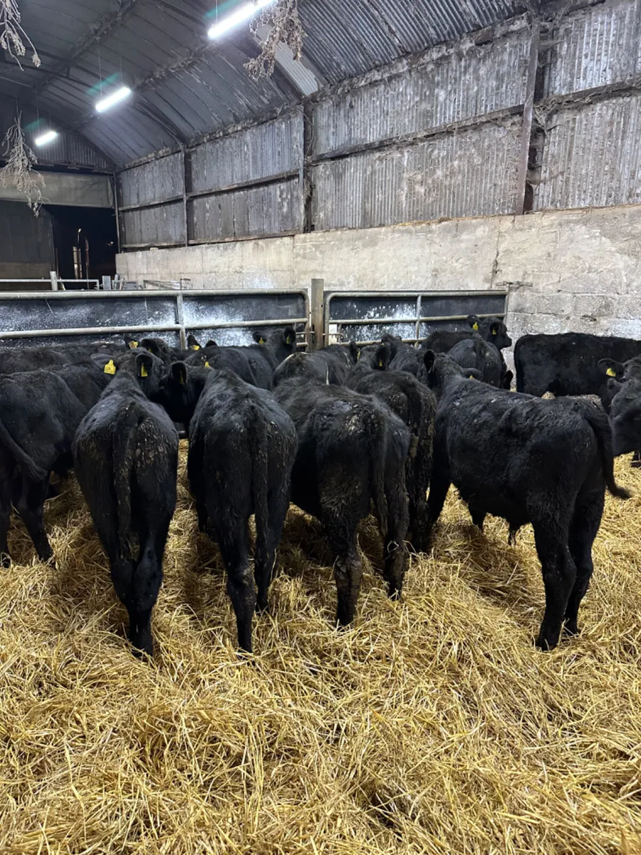 Angus bulls - Image 2