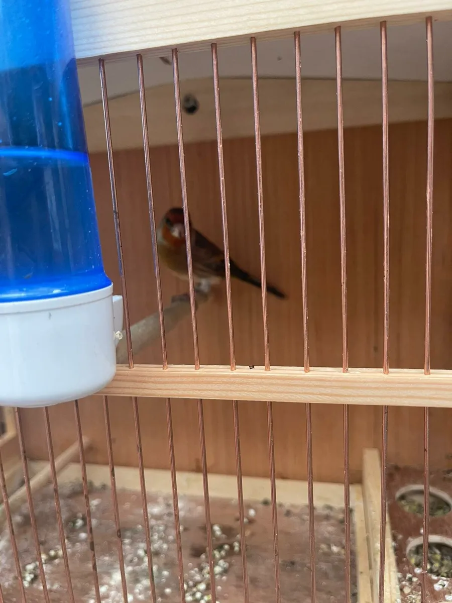 Canary x finch - Image 1