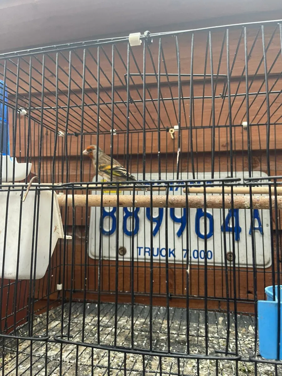 Canary x finch - Image 2