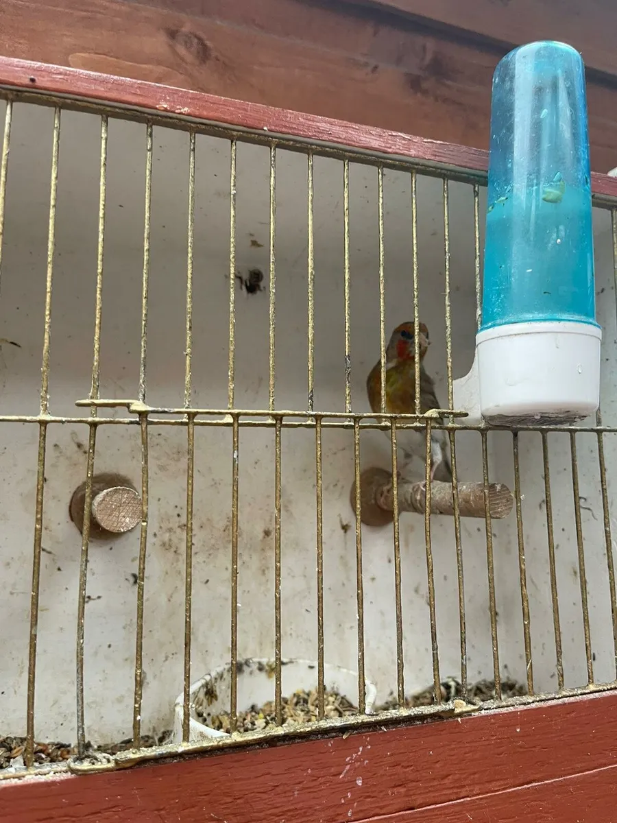 Canary x finch - Image 3