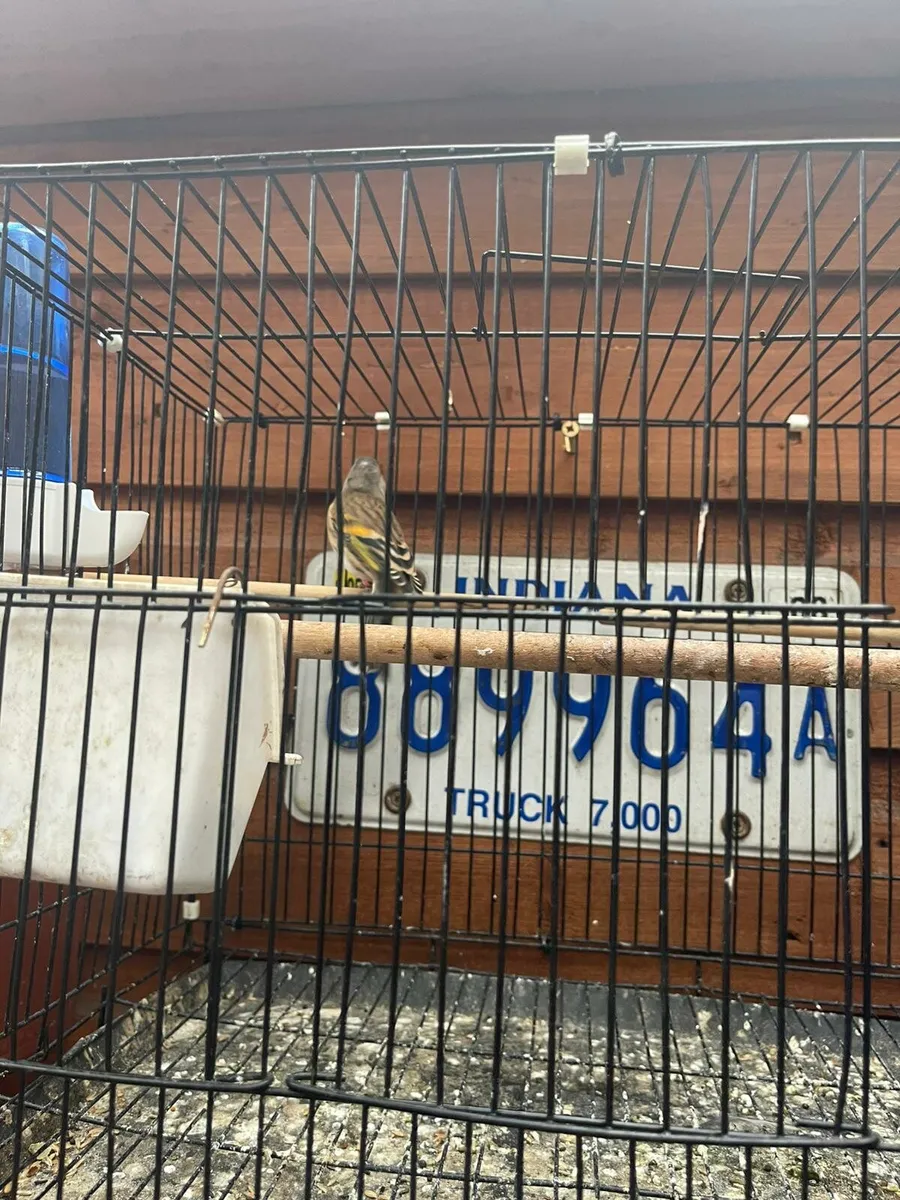 Canary x finch - Image 4