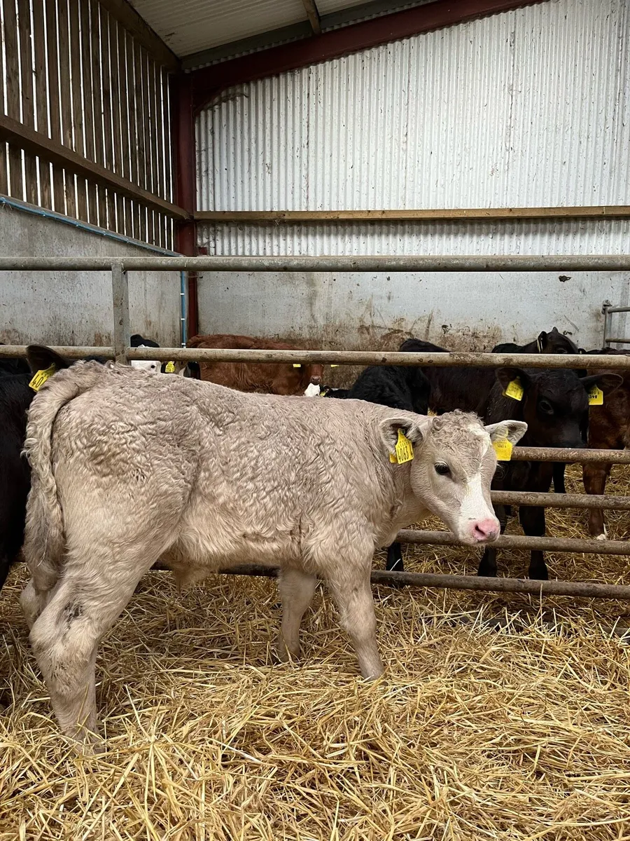 2 Smashing Charolais Bulls - Image 1