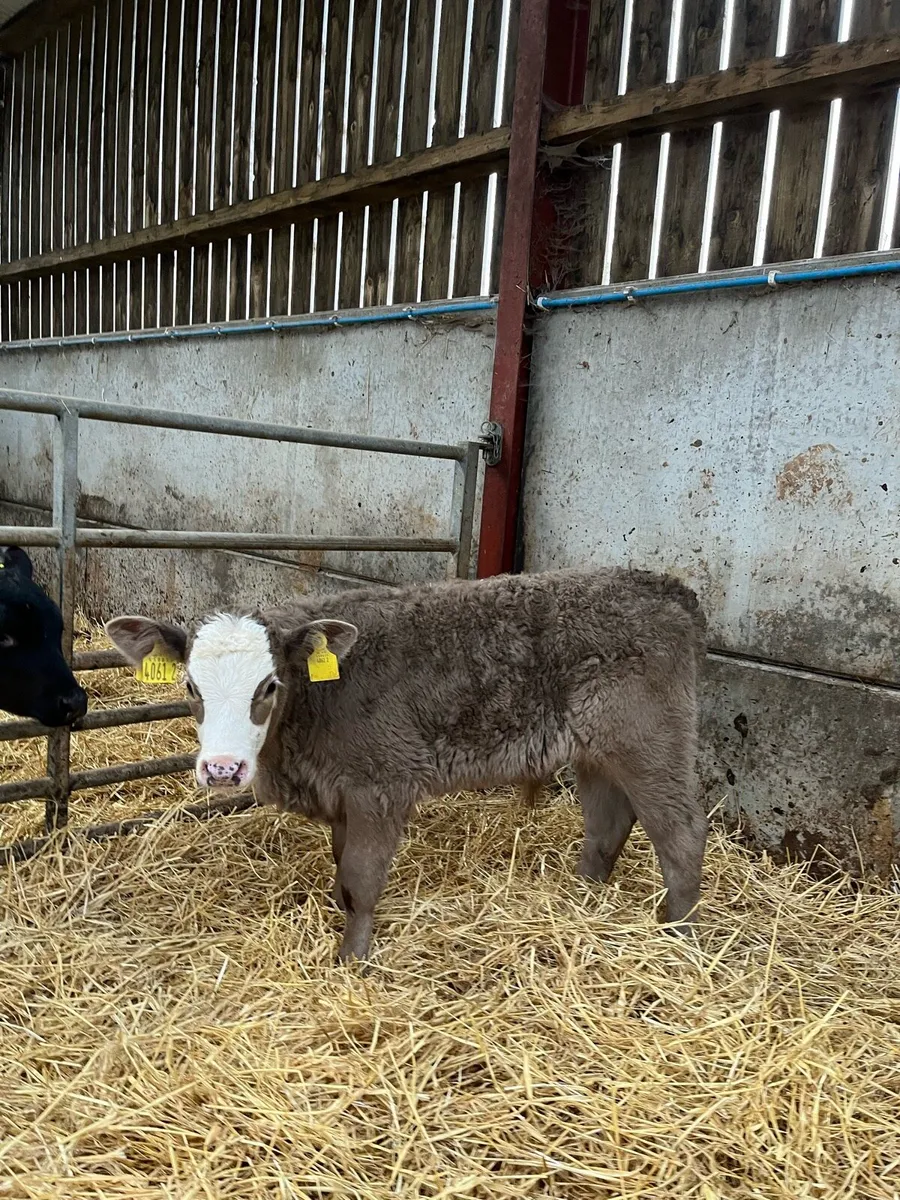 2 Smashing Charolais Bulls - Image 2