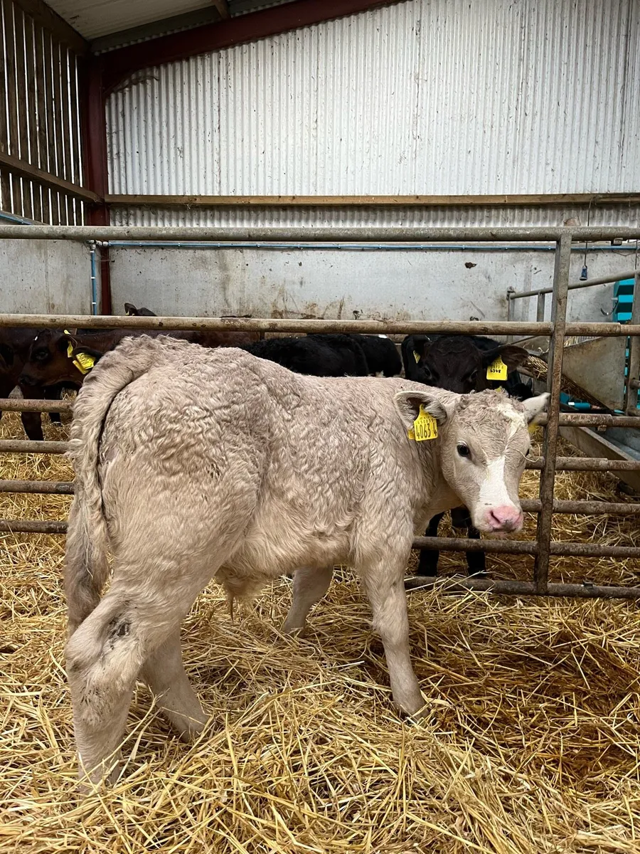 2 Smashing Charolais Bulls - Image 3