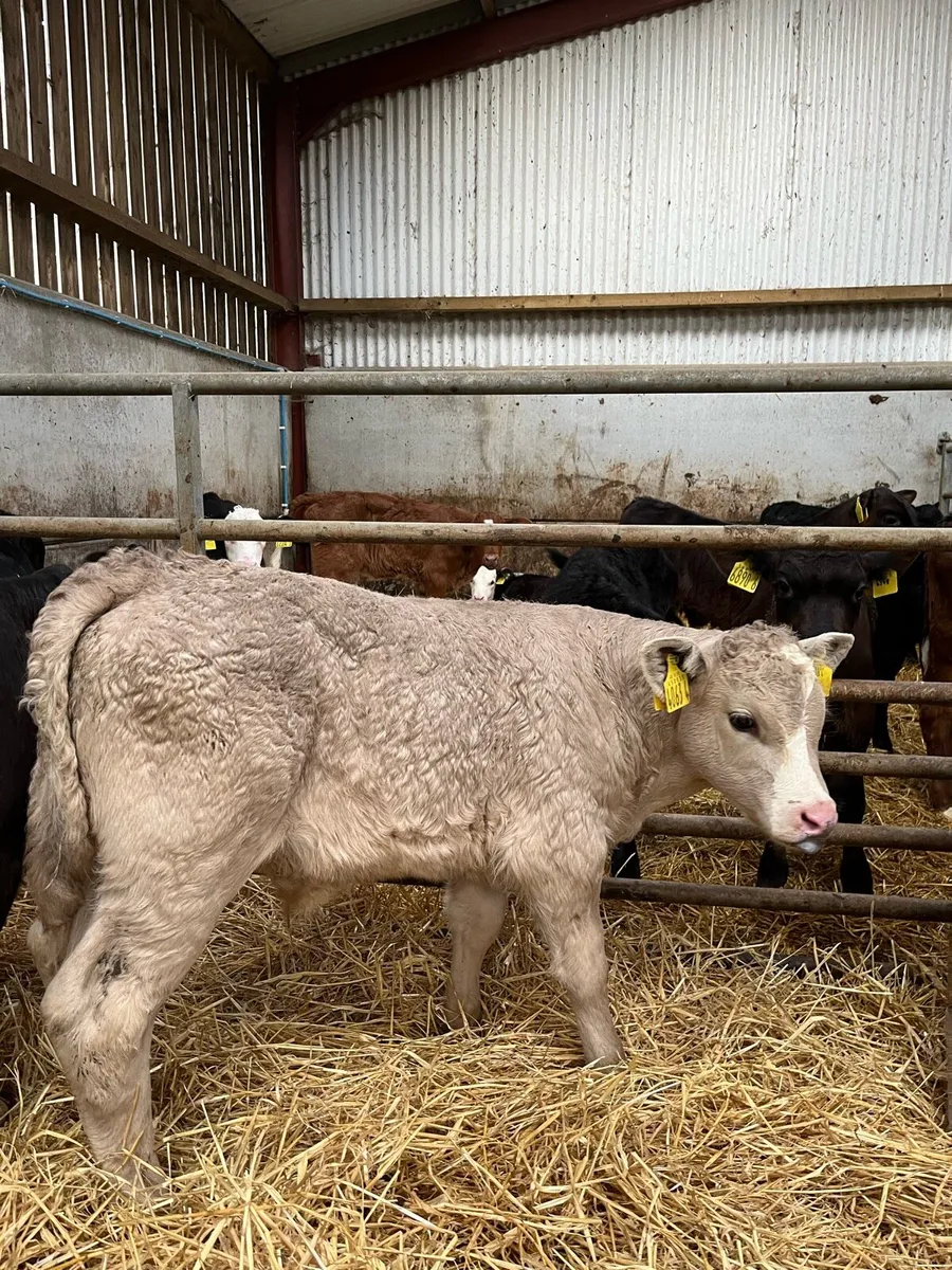 2 Smashing Charolais Bulls - Image 4