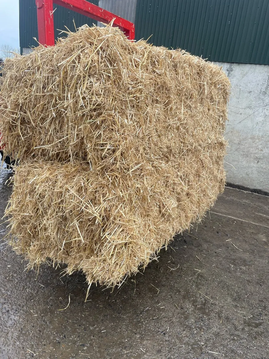 Quality square bale barely straw - Image 1