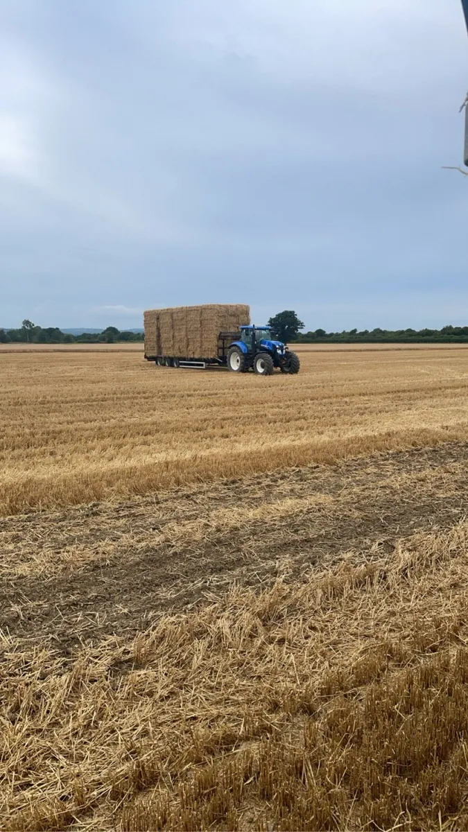 Quality square bale barely straw - Image 2