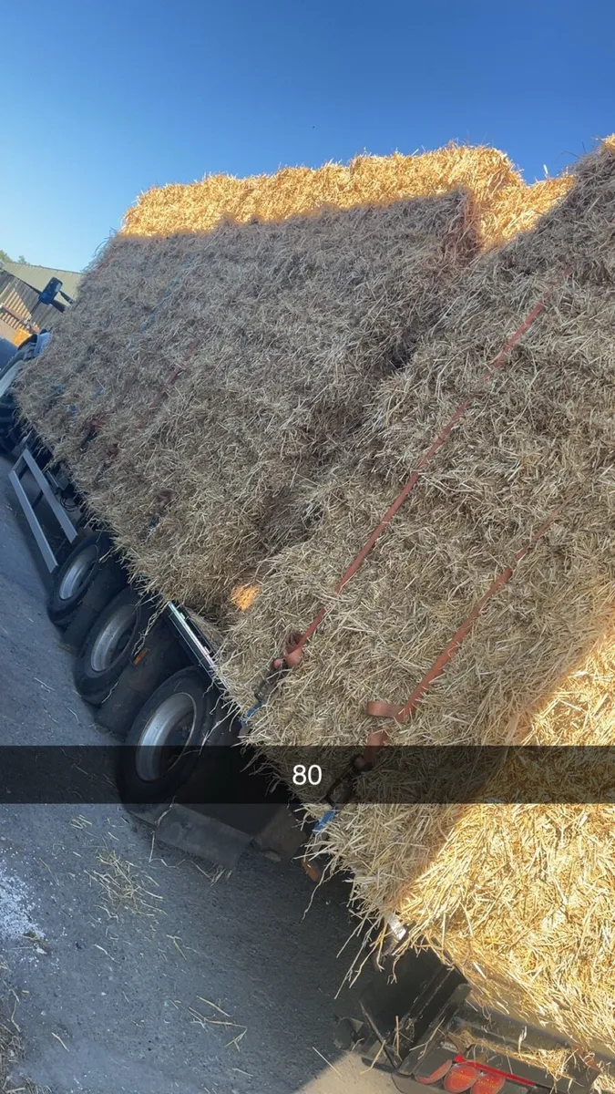 Quality square bale barely straw - Image 4