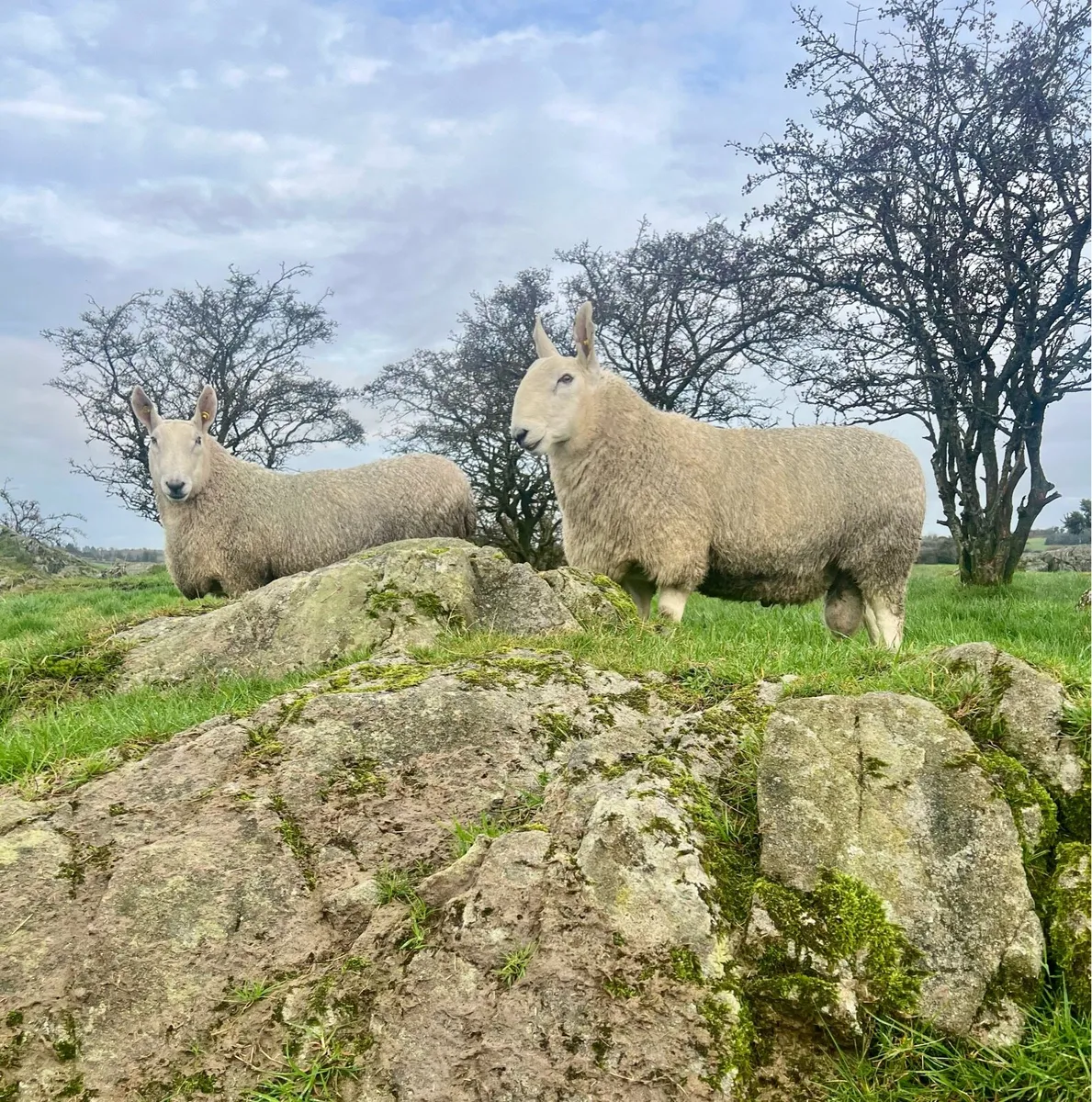 Border Leicester - Image 1