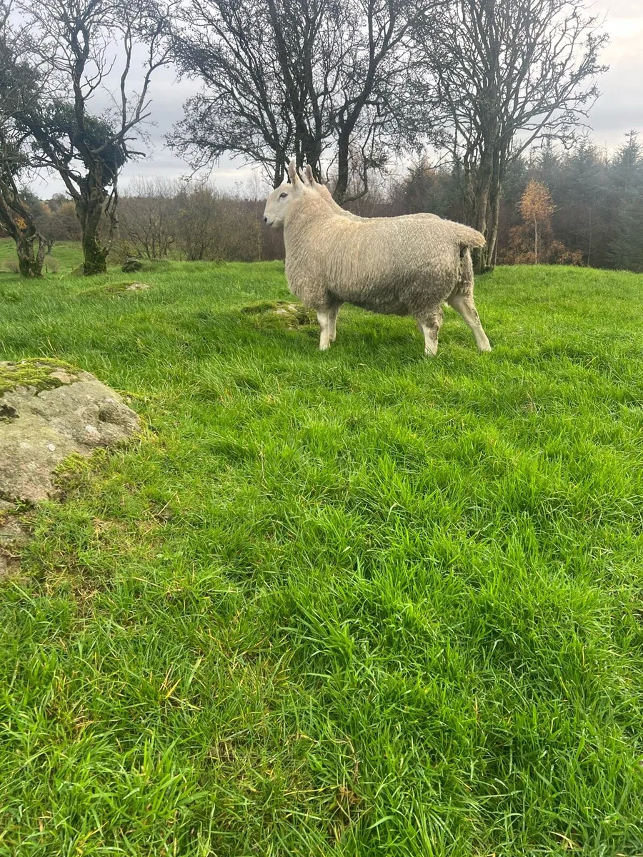 Border Leicester - Image 2