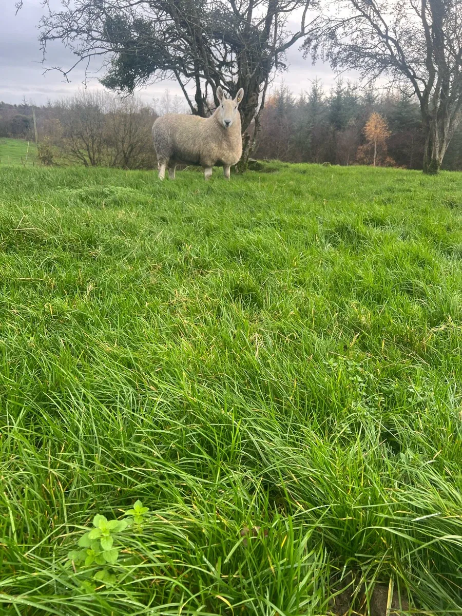 Border Leicester - Image 3