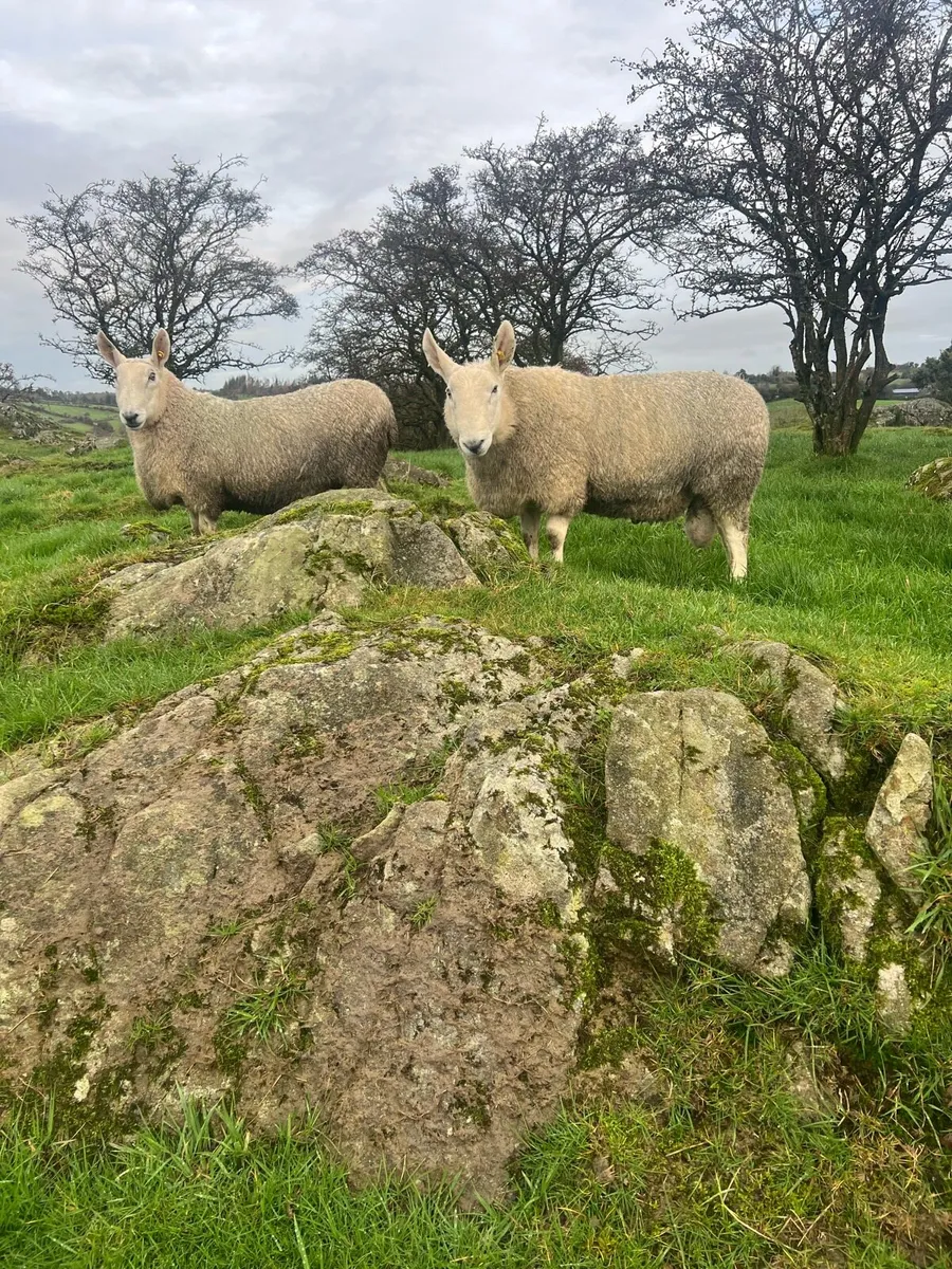 Border Leicester - Image 4