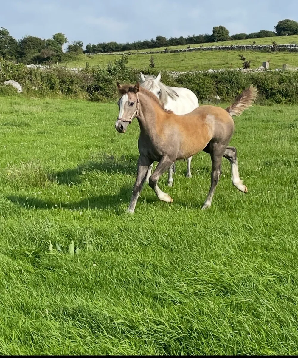 Filly foal Gort mart - Image 1