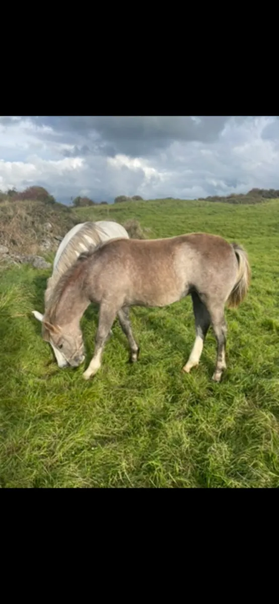 Filly foal Gort mart - Image 2