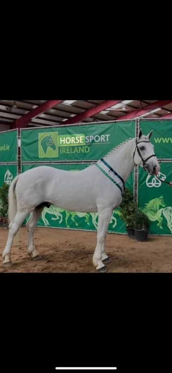 Filly foal Gort mart - Image 3