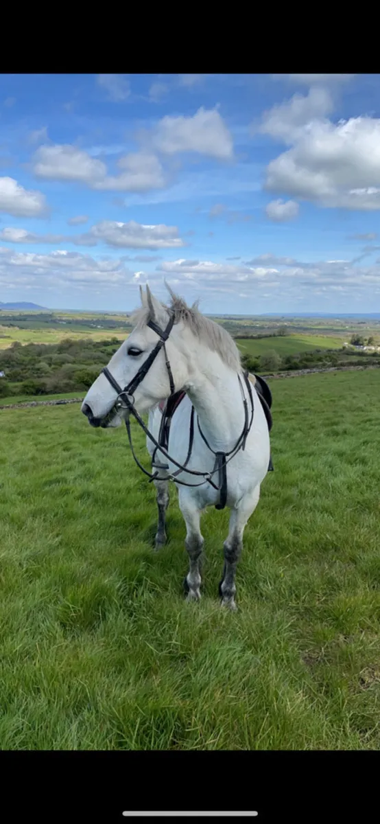 Filly foal Gort mart - Image 4