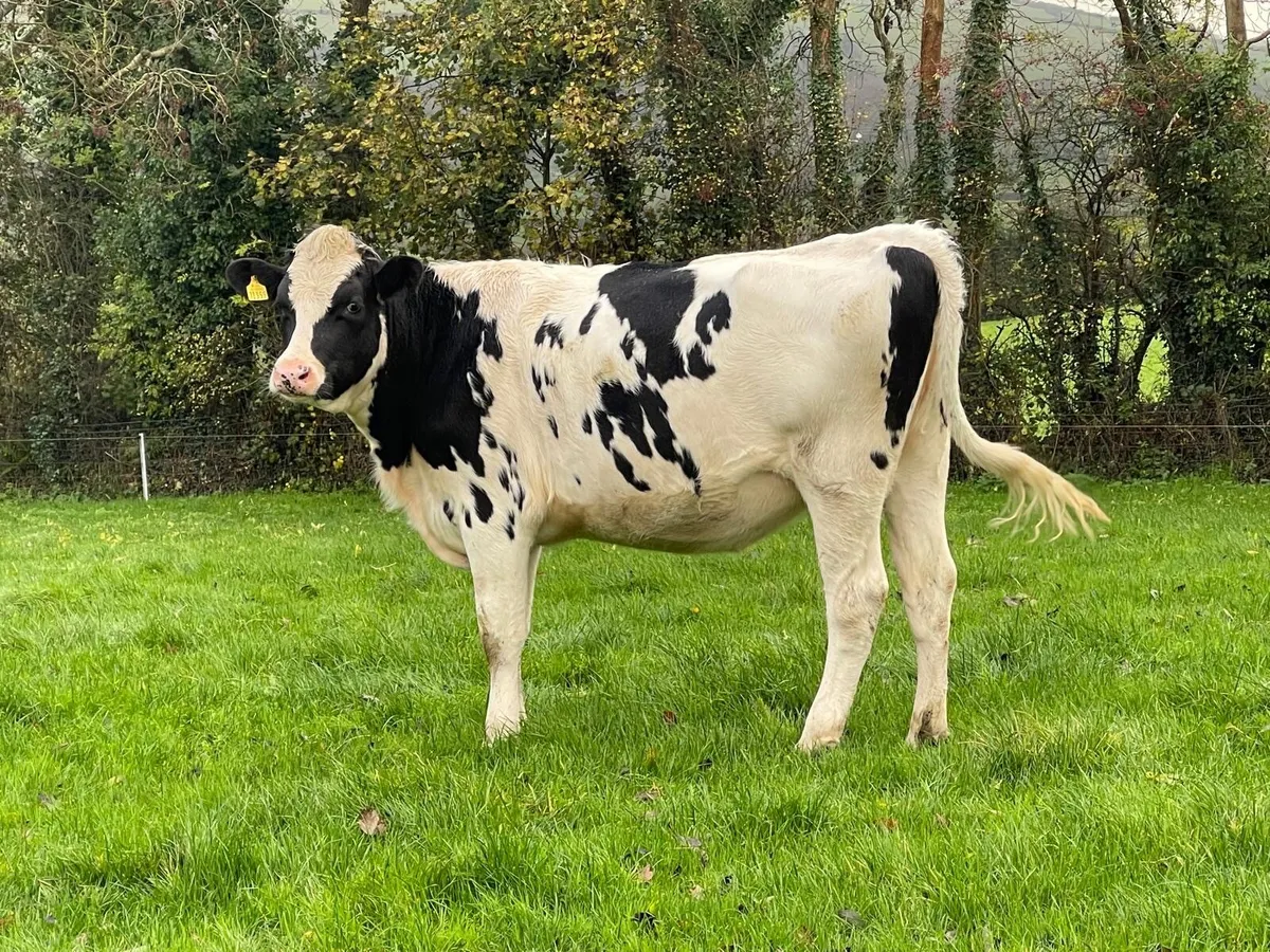 Pedigree Holstein Friesian Heifers - Image 1