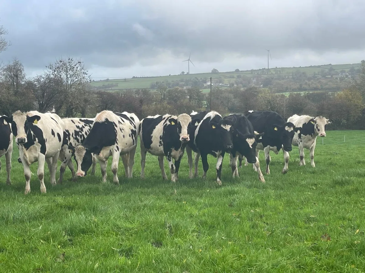 Pedigree Holstein Friesian Heifers - Image 4