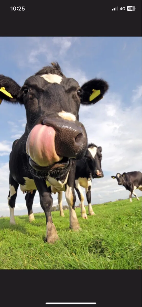 Farm Worker/ Relief Milking available