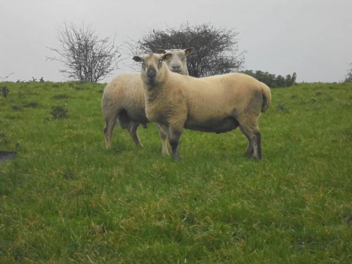 Brockie Hogget Ram - Image 3