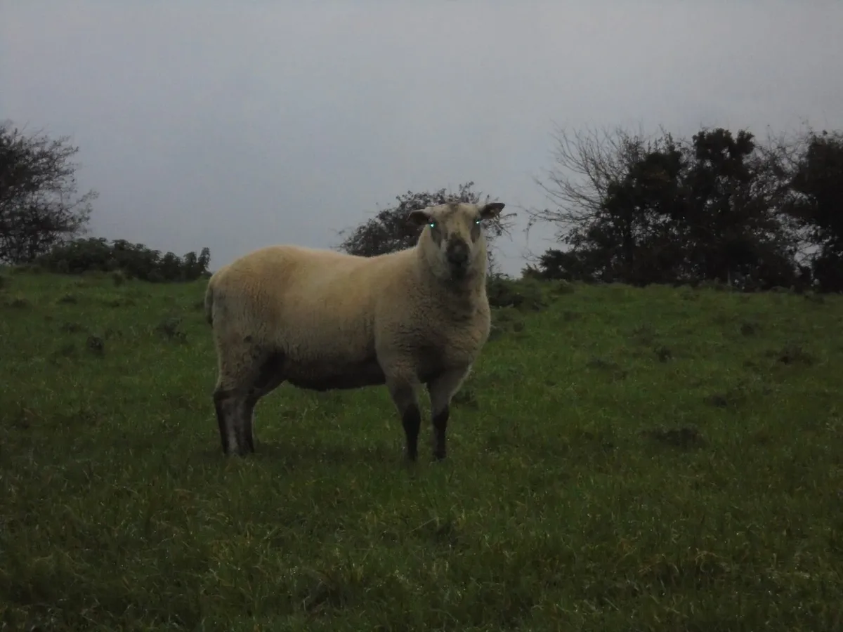 Brockie Hogget Ram - Image 1