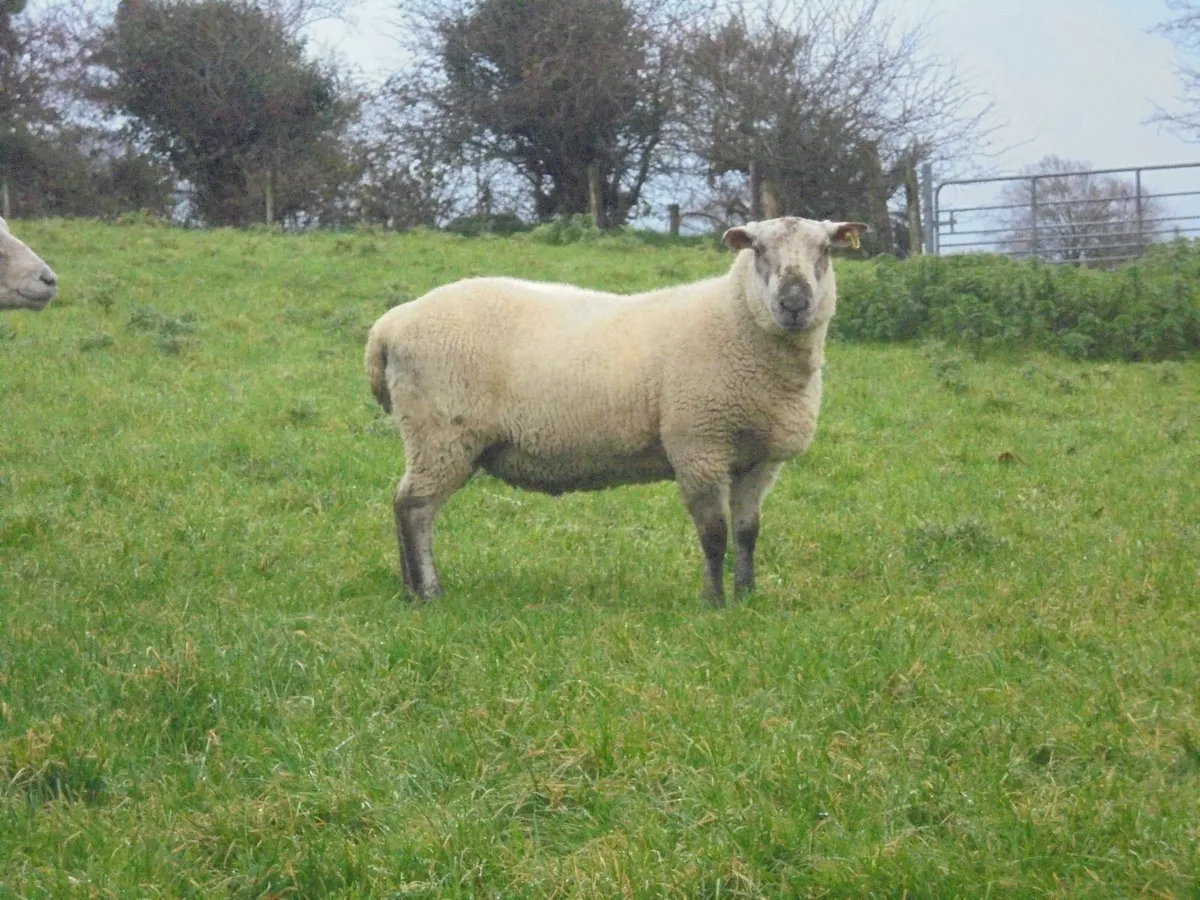 Brockie Hogget Ram - Image 4
