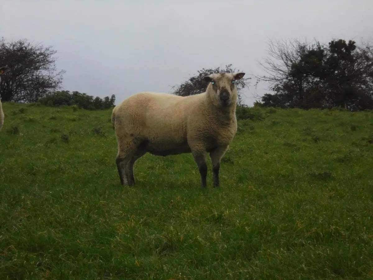 Brockie Hogget Ram - Image 2