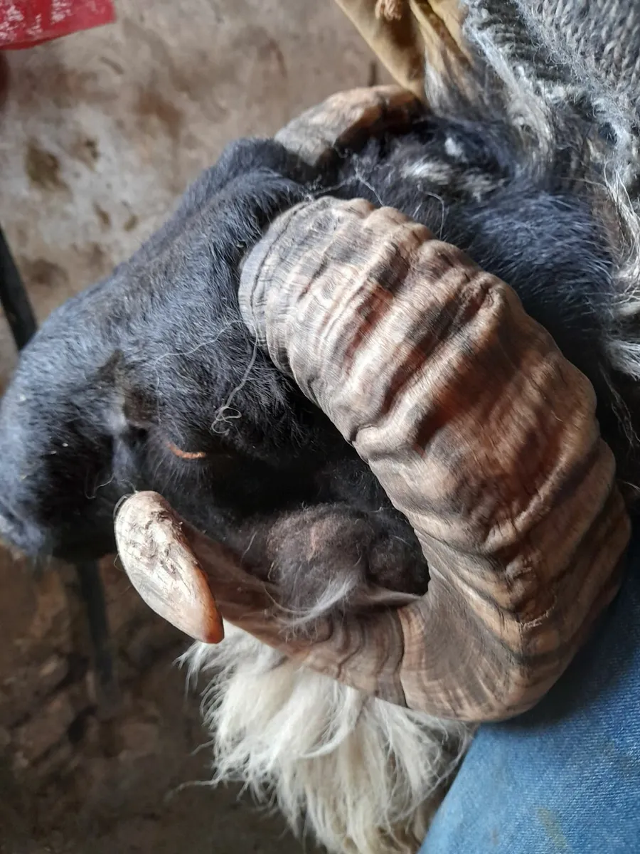 Mayo Mountain & Texel ram - Image 4