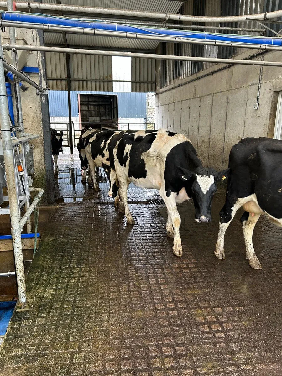 Young empty cows - Image 1