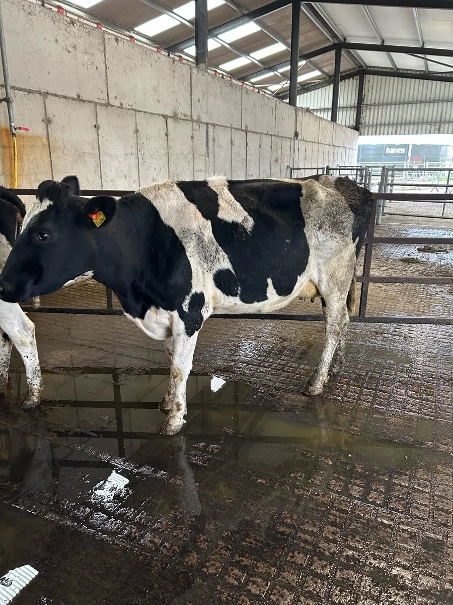 Young empty cows - Image 2