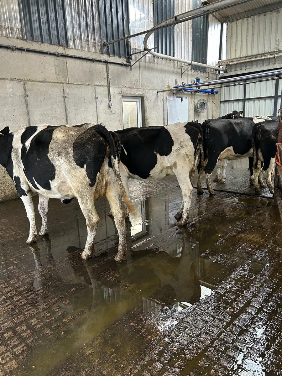 Young empty cows - Image 3