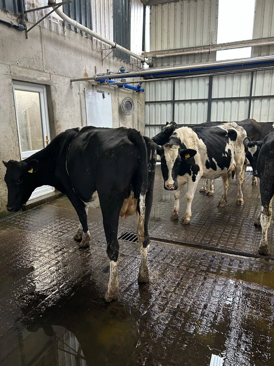 Young empty cows - Image 4