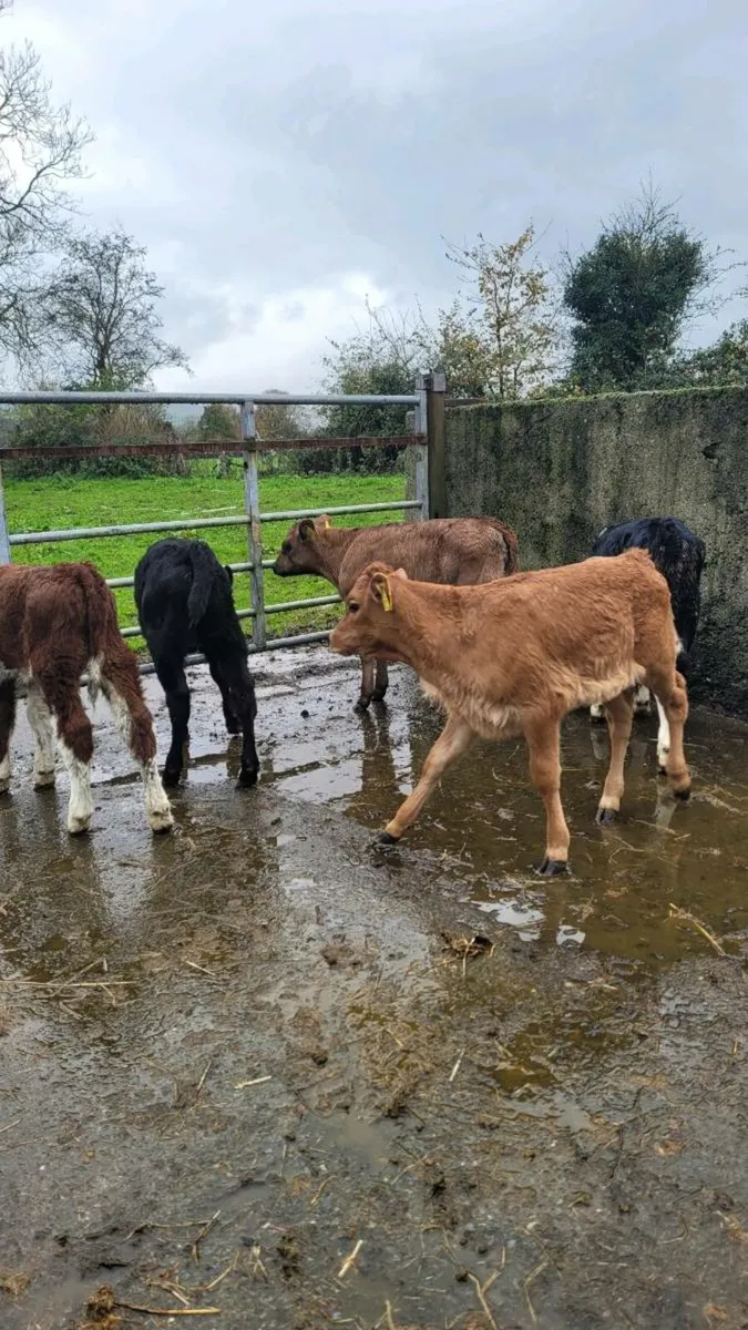 Calves - Image 1