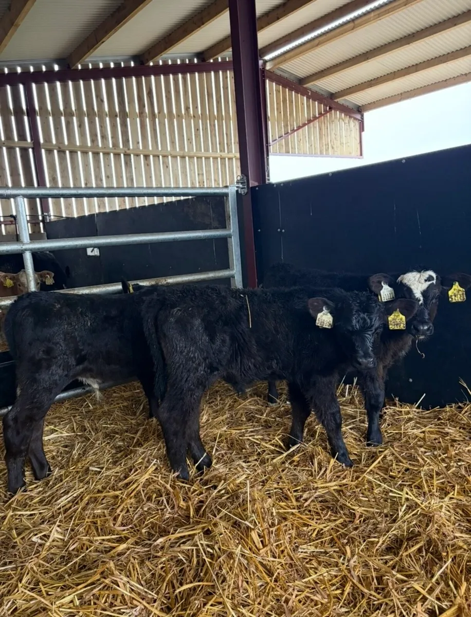 5 super Angus bulls for sale - Image 1