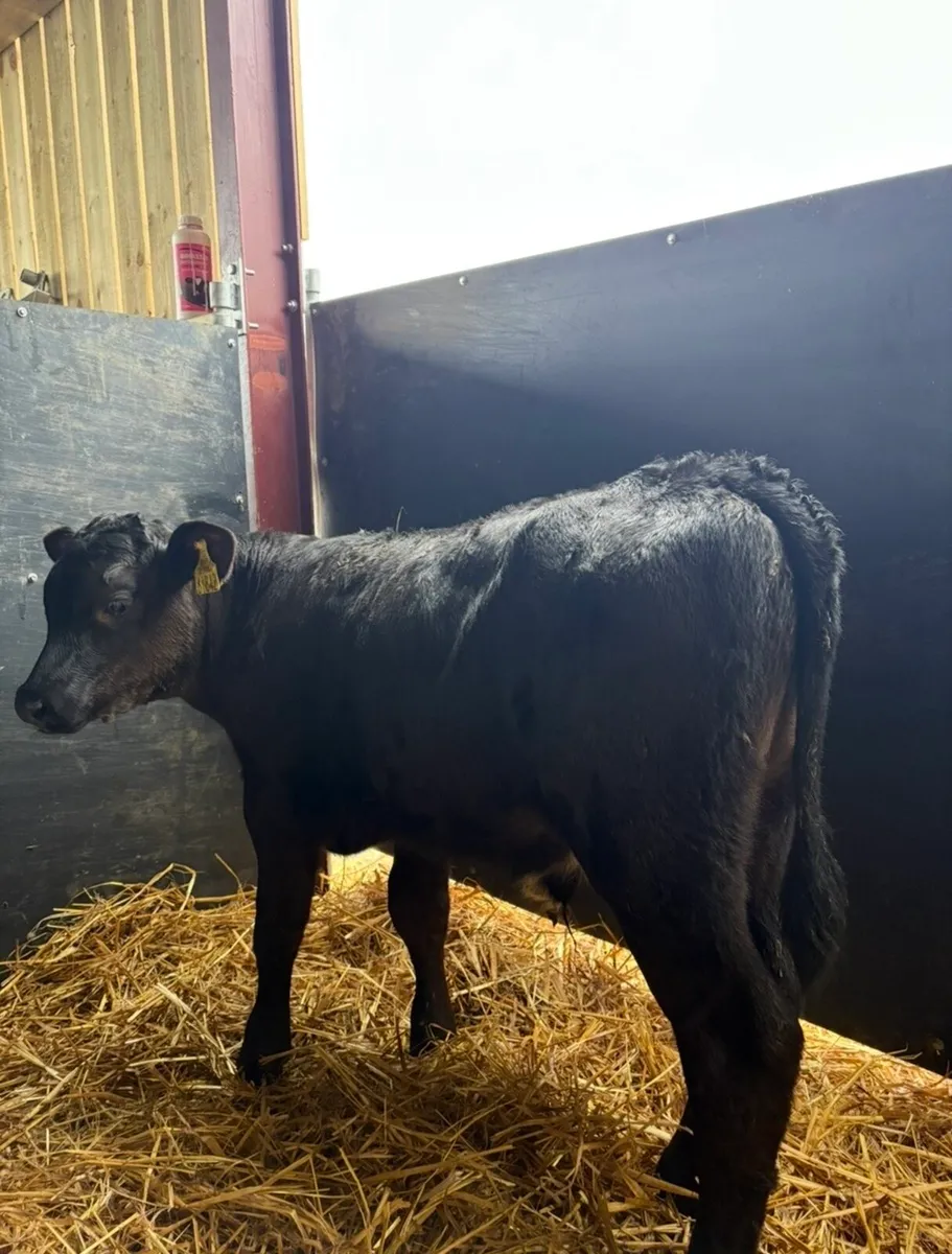 5 super Angus bulls for sale - Image 2
