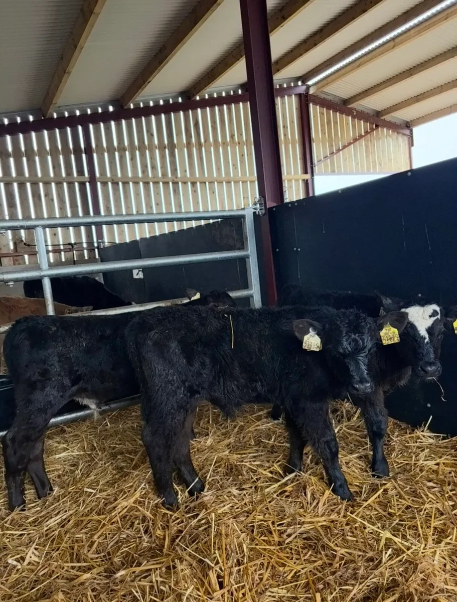 5 super Angus bulls for sale - Image 3