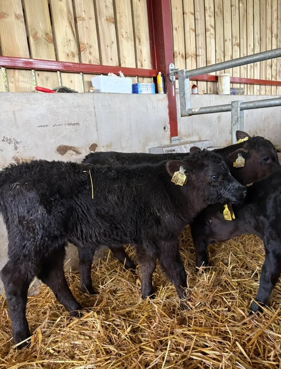 5 super Angus bulls for sale - Image 4