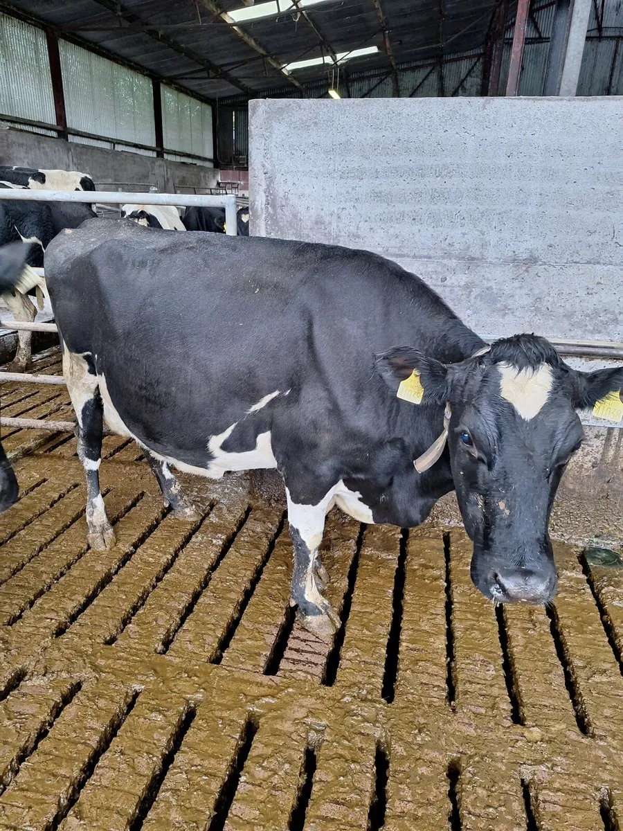 4 Young Cows - Image 1