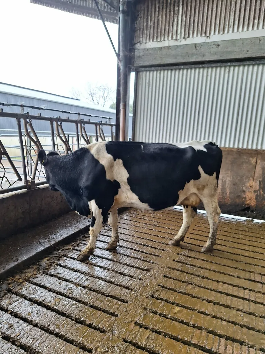 4 Young Cows - Image 2