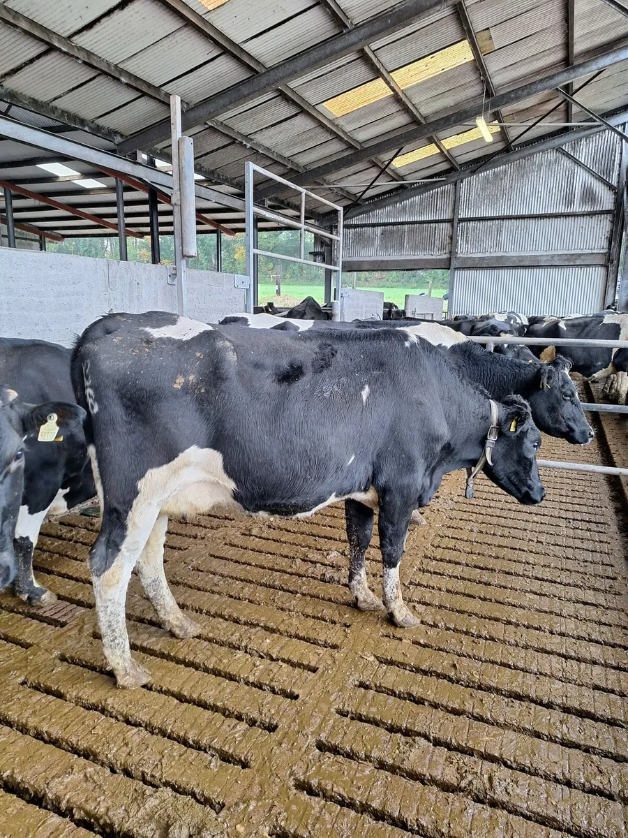 4 Young Cows - Image 3