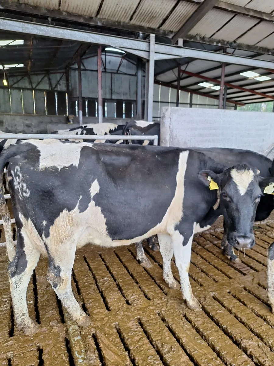 4 Young Cows - Image 4