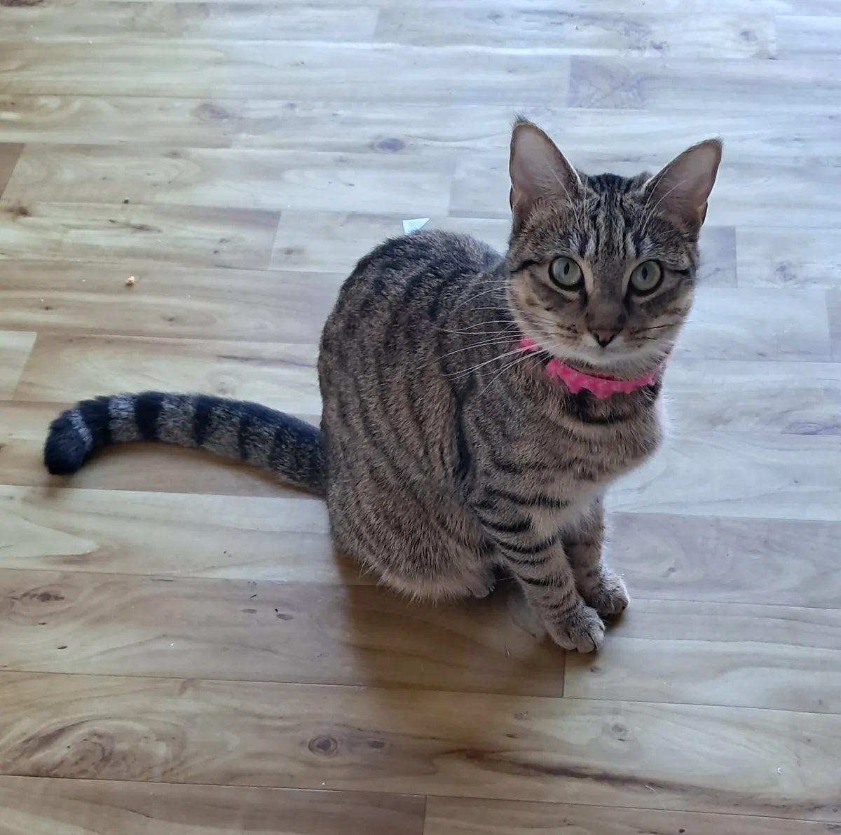 Beautiful Female Tabby Cat