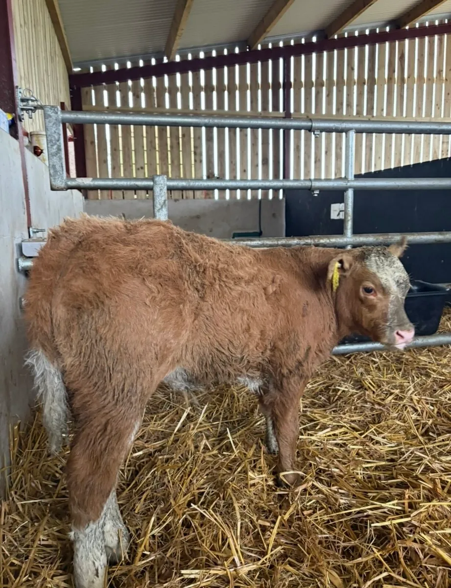 Top class suckler bred ch bull calf 🔥 - Image 1