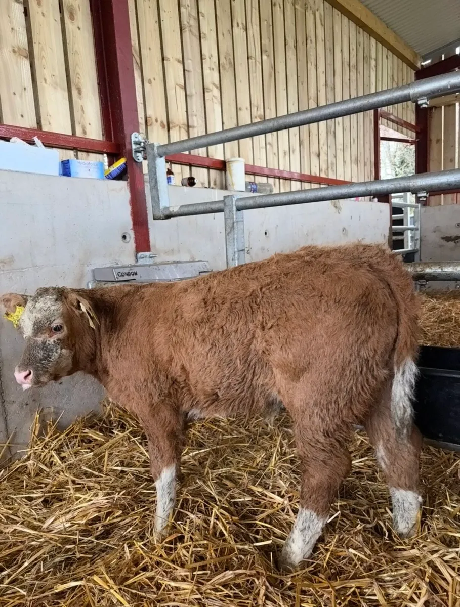 Top class suckler bred ch bull calf 🔥 - Image 2