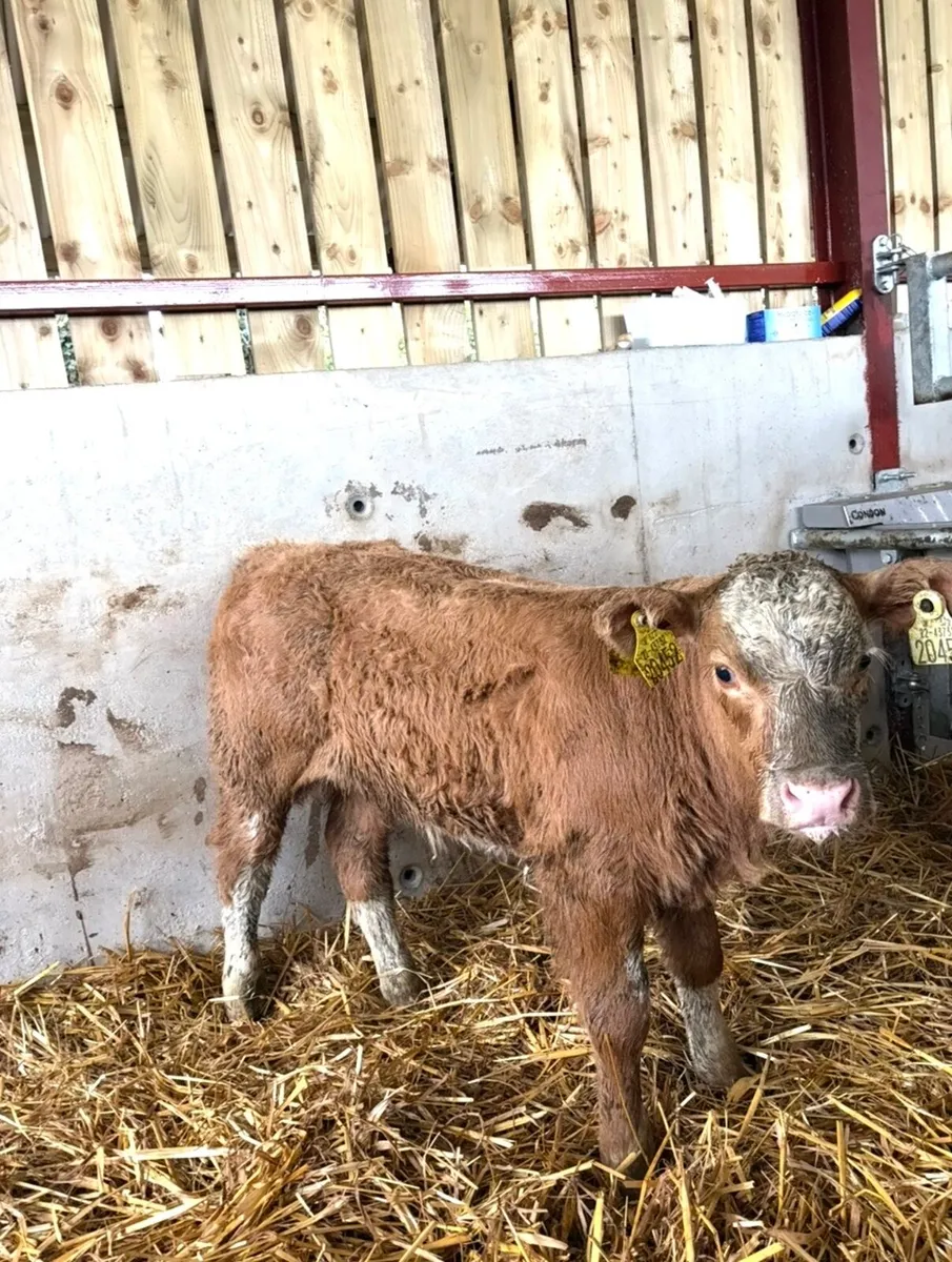 Top class suckler bred ch bull calf 🔥 - Image 3