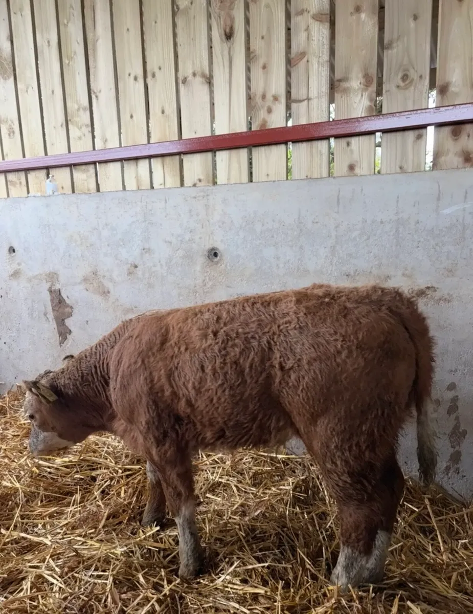 Top class suckler bred ch bull calf 🔥 - Image 4