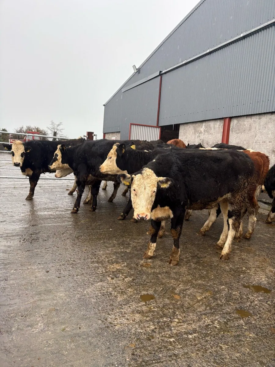 16 Whiteheads heifers - Image 1
