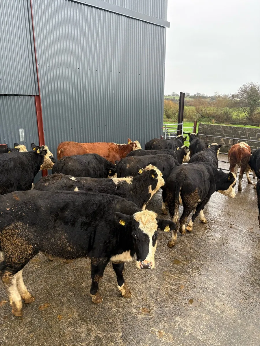16 Whiteheads heifers - Image 3