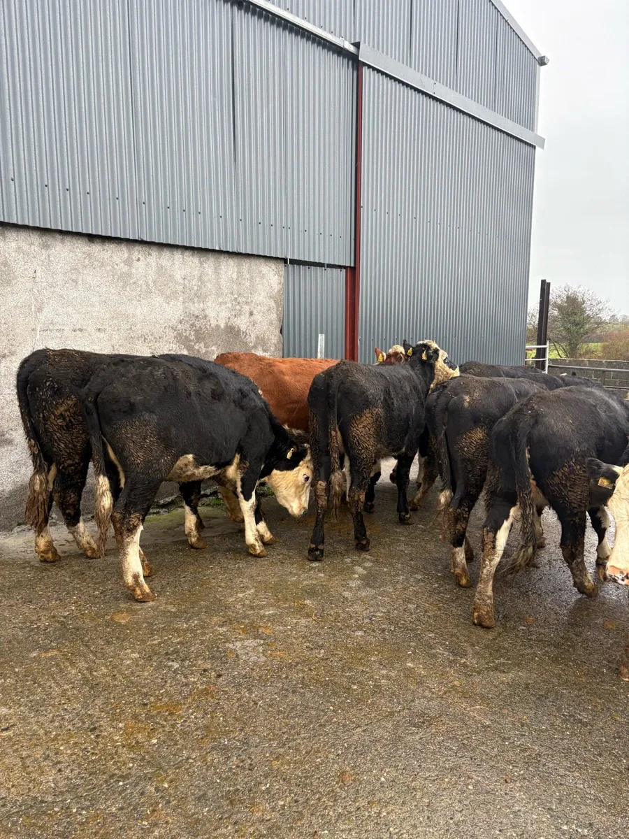 16 Whiteheads heifers - Image 4