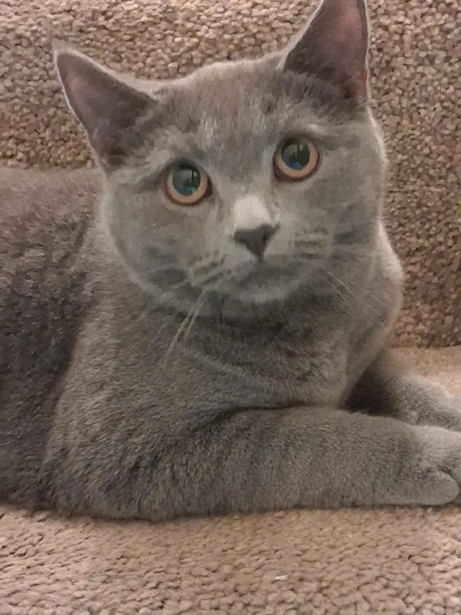 2 kittens male sliver/black shadded - Image 1